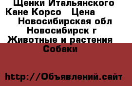 Щенки Итальянского Кане Корсо › Цена ­ 35 000 - Новосибирская обл., Новосибирск г. Животные и растения » Собаки   